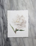 Peony no. 4 | 8x10