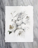 Peony no. 5 | 11x14