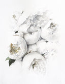Peony no. 5 | 11x14