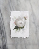 Peony no.1 | 5x7