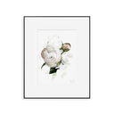 Peony no.3 Print