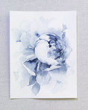Blue Peonies no.11 | 8x10