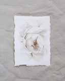 Garden Rose no.4 | 5x7