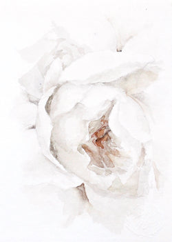 Garden Rose no.4 | 5x7