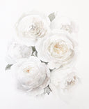Garden Rose no.5 | 11x14