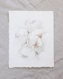 Garden Rose no.6 | 11x14