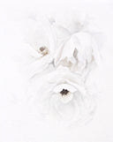 Garden Rose no.9 | 8x10