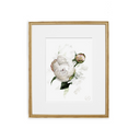 Peony no.3 Print