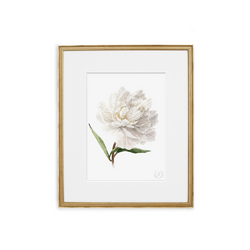 Peony no.4 Print