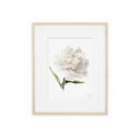 Peony no.4 Print