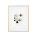 Peony no.3 Print