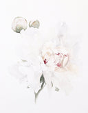 Peony no.10 | 11x14