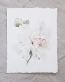 Peony no.10 | 11x14