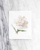 Peony no.4 Print