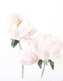 Peony no.8 | 8x10
