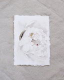 Peony no.9 | 5x7