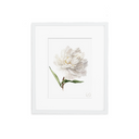 Peony no.4 Print