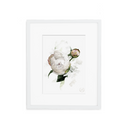 Peony no.3 Print
